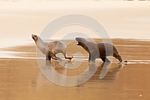 Male Hookers sealion chasing female in courtship