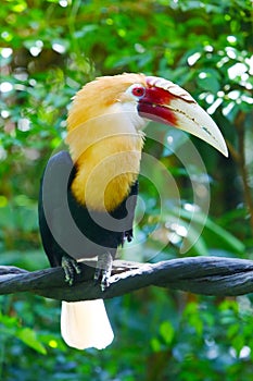 A male Hornbill (R. plicatus) stand on the vine