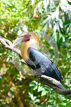 A male Hornbill (R. plicatus) stand on the vine