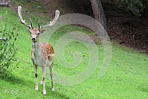 Male horned brown deer on mountain meadows