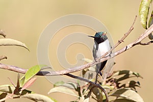 Male of Horned Sungem Heliactin bilophus perched on a branch on a brownish background in CamaÃ§ari, Bahia, Brazil