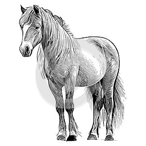 Male Horse Sketch