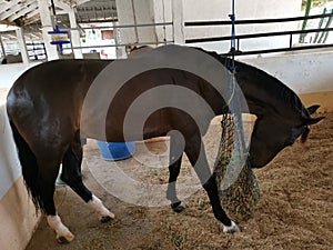 Male horse stallion black beauty mammal eating hay