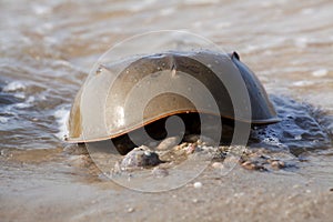 Male Horseshoe Crab (Limulus polyphemus)