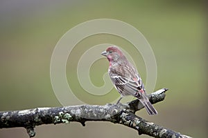 Male House Finch bird