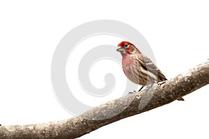 Male House Finch bird on limb