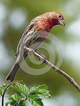 Male House Finch Bird Perched on a Bare Branch