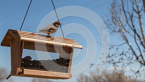 Male House Finch on birdfeeder