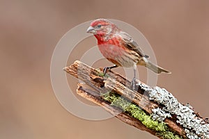 Male House Finch (Carpodacus mexicanus)