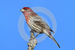 Male House Finch (Carpodacus mexicanus)