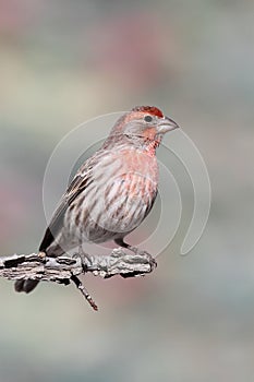 Male House Finch (Carpodacus mexicanus)
