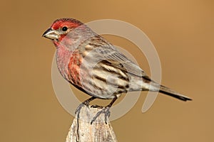 Male House Finch (Carpodacus mexicanus)