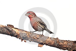 Male House Finch (Carpodacus mexicanus) on white