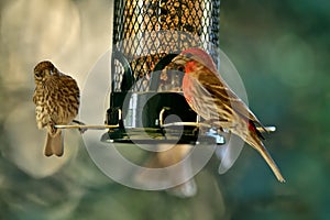 A male house finch and chick on a bird feeder