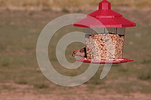 A Male House Finch Eating Seeds