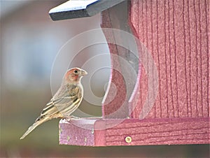 Male House Finch on a Feeder in Nashville Tennessee 2