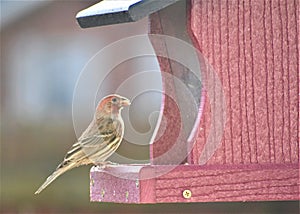 Male House Finch on a Feeder in Nashville Tennessee 3