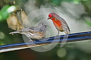 A male house finch feeding his chick on the wire