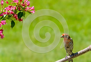 Male house finch with green background and pink flowers