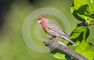 A male  house finch `  Haemorhous mexicanus `