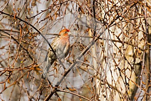 Male House Finch Haemorhous mexicanus on a birch tree branch after the rain stopped and the sun came out, California