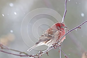 Male house finch Haemorhous mexicanus in winter