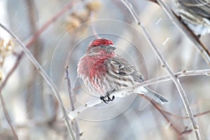 Male house finch (Haemorhous mexicanus) in winter