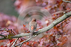 Male House Finch in Japanese Red Maple Tree