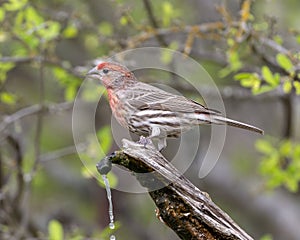 Male house finch on a log perch with a water spigot in the Transitions Wildlife Photography Ranch near Uvalde, Texas.