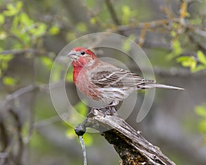 Male house finch on a log perch with a water spigot in the Transitions Wildlife Photography Ranch near Uvalde, Texas.