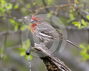 Male house finch on a log perch with a water spigot in the Transitions Wildlife Photography Ranch near Uvalde, Texas.