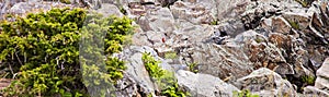 A male house finch on the Marginal way walk on rocky coast of Maine in Ogunquit