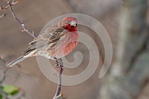 Male House Finch Perched