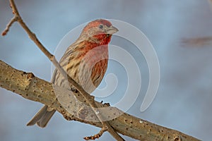 Male House Finch Perched