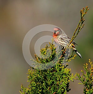 Male House Finch Perched atop a Northern White Cedar Tree