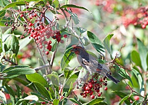 Male house finch perched in a berry bush, eating