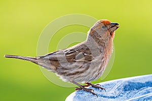Male House Finch Perched on bird bath