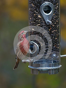 Male House Finch perched at a bird feeder