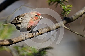 Male House Finch Perched on a Branch