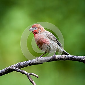 Male House Finch