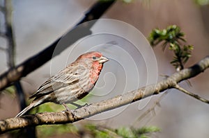 Male House Finch Perched on a Branch