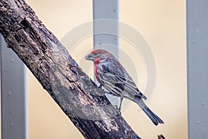 Male house finch perched on a tree branch