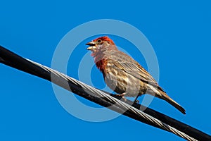 Male House Finch on Power Line