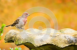 Male house finch with red head and breast feathers