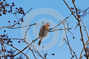 Male House finch resting on branch