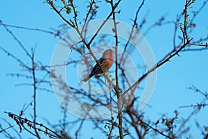 Male House finch resting on branch