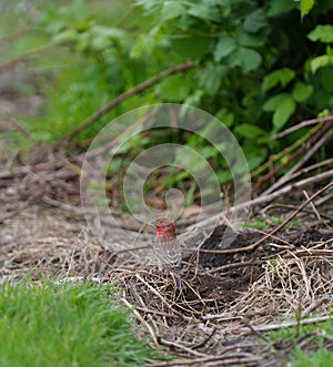 Male House finch resting in woods