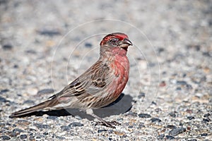 Male House Finch With Severe Eye Disease