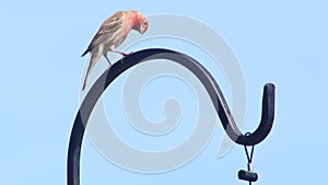 Male House Finch on Shepherds Hook Looking Down at the Ground Funny