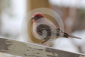 Male House Finch in Snow